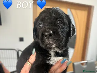 Mixed Breed dogs Stunning Cocker Spaniel × Border Collie Puppies - Advert 1