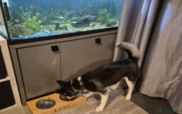 Pomsky dogs for sale: Luna looking for new home asap  - Image 3