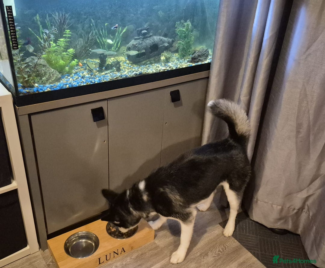 Pomsky dogs for sale: Luna looking for new home asap  - Image 3
