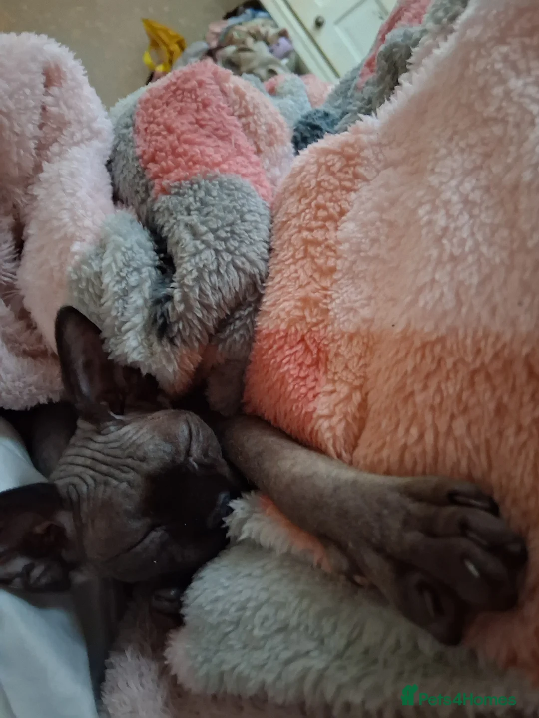 Sphynx cats for sale: Beautiful sphynx kitten - Advert 4