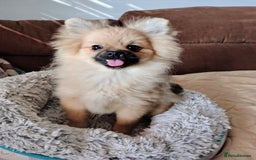 Pomeranian dogs for sale: Pom puppys with Kc reg , pedigree for sale - Image 15