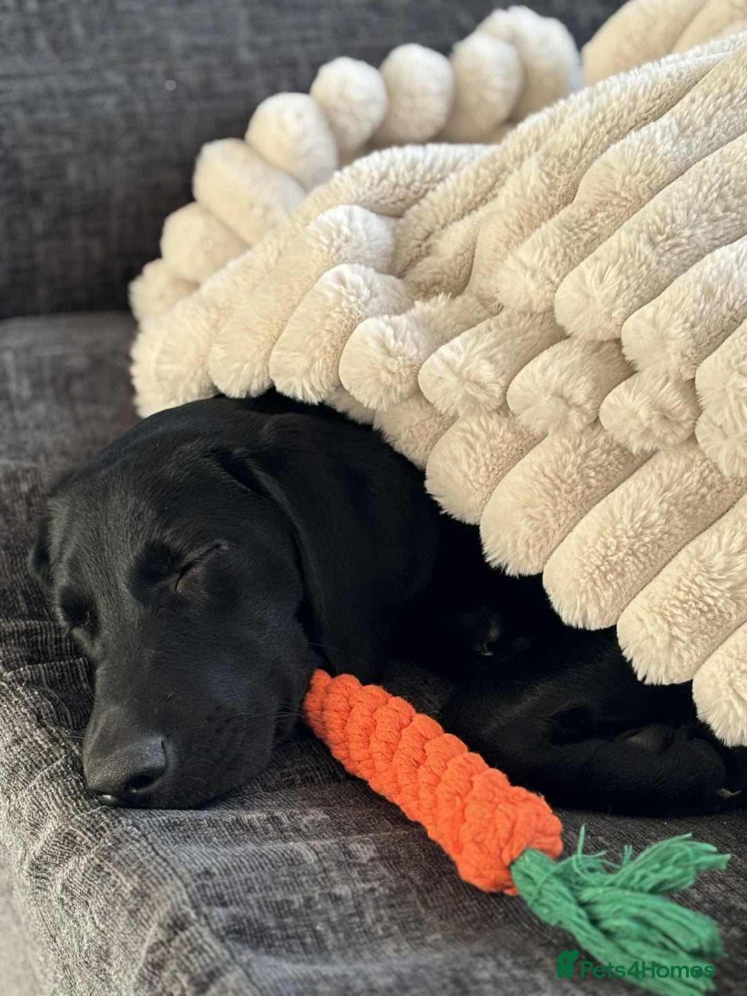 Labrador Retriever dogs for sale: Labrador retriever  - Image 6