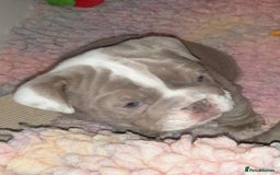 English Bulldog dogs for sale: New English bulldogs  - Image 4