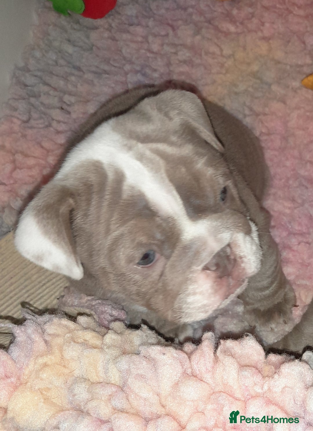 English Bulldog dogs for sale: New English bulldogs  - Image 4