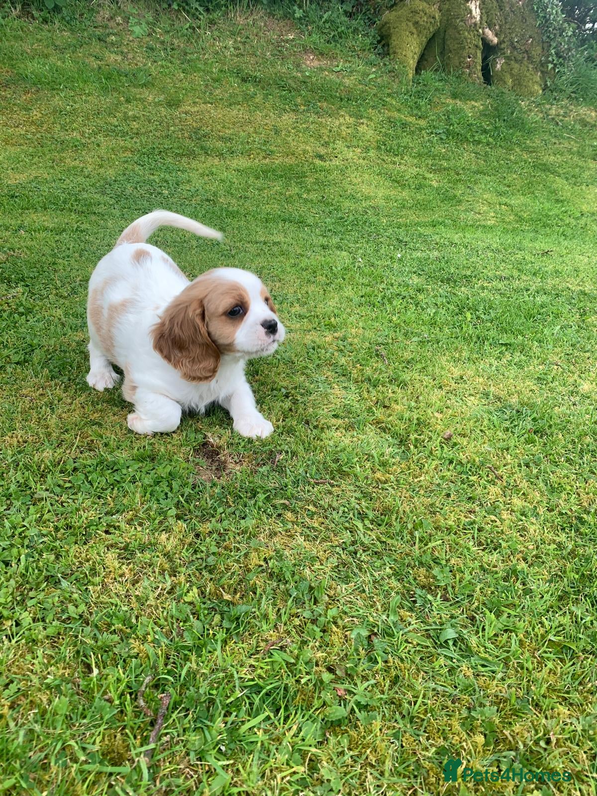 Cavalier King Charles Spaniel dogs Beautiful Pedigree cavalier King charles - Advert 3