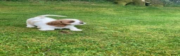 Cavalier King Charles Spaniel dogs for sale: Beautiful Pedigree cavalier King charles - Advert 10