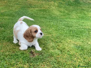 Cavalier King Charles Spaniel dogs Beautiful Pedigree cavalier King charles - Advert 15