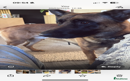 Mixed Breed dogs for sale: 4 yr old German shepherd  - Image 3