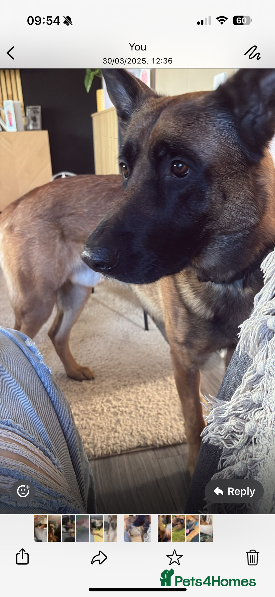 Mixed Breed dogs for sale: 4 yr old German shepherd  - Image 3