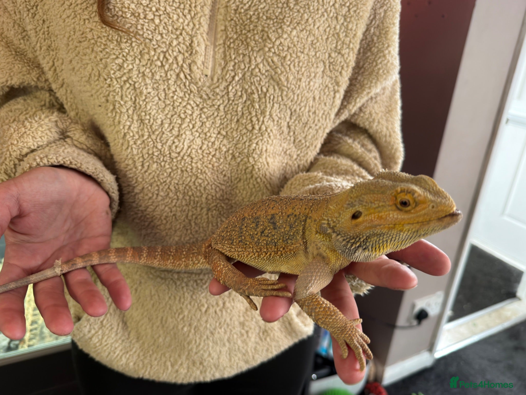 Bearded Dragon reptiles Young very tame bearded dragon - Advert 2