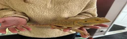 Bearded Dragon reptiles for sale: Young very tame bearded dragon - Advert 1