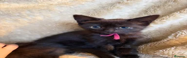British Shorthair 5
