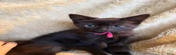 British Shorthair cats for sale: British Shorthair kittens various colours  - Advert 16
