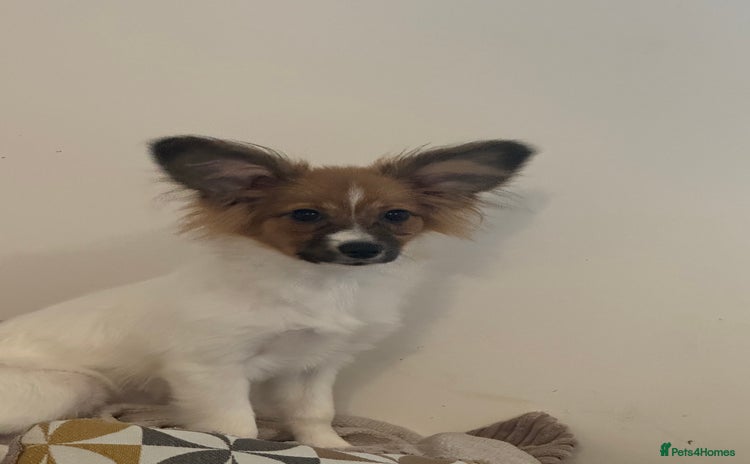 Papillon dogs - Advert 2