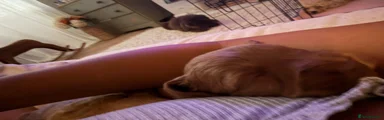 Cockapoo 3