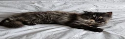 British Longhair cats for sale: British Long Hair. 1 Year Old. Spayed. - Advert 5