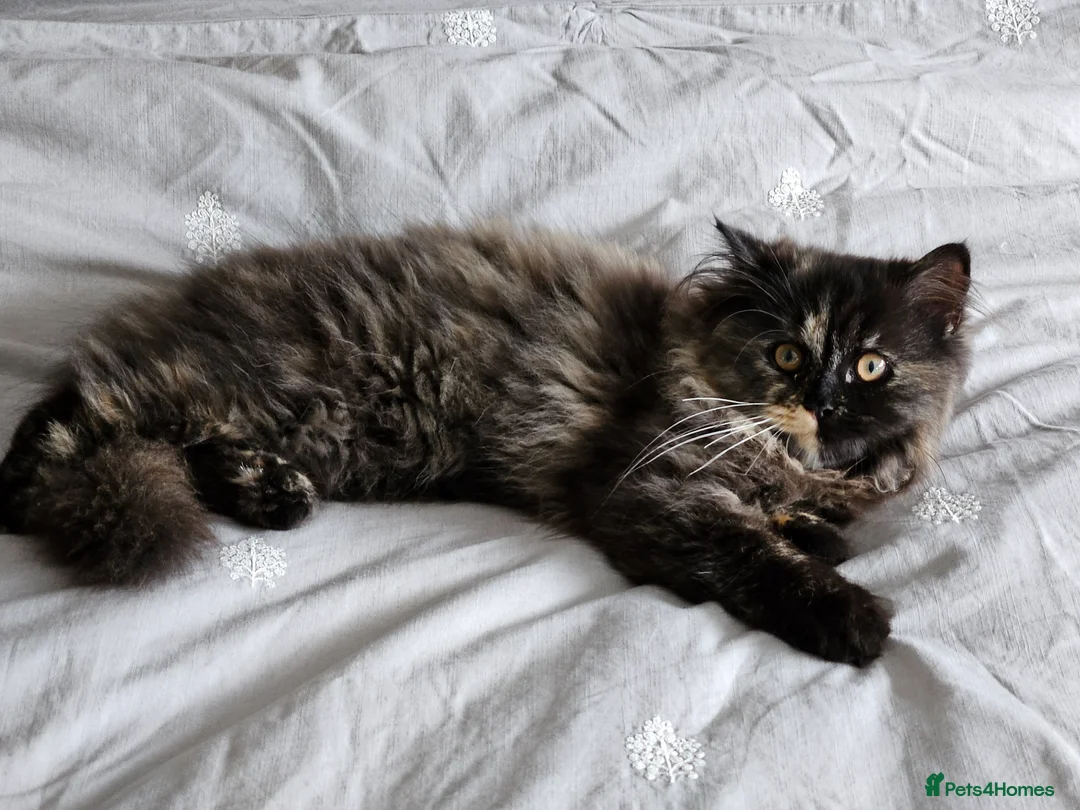 British Longhair cats for sale: British Long Hair. 1 Year Old. Spayed. - Advert 5