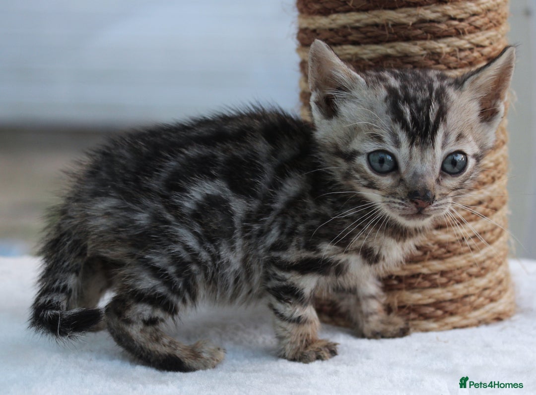 Bengal cats for sale: CUTE BENGAL KITTENS AVAILABLE - Image 6