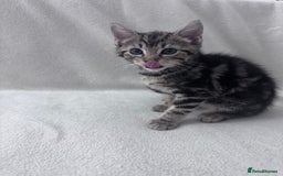 Mixed Breed cats for sale: Cute kittens looking for nice home  - Image 27