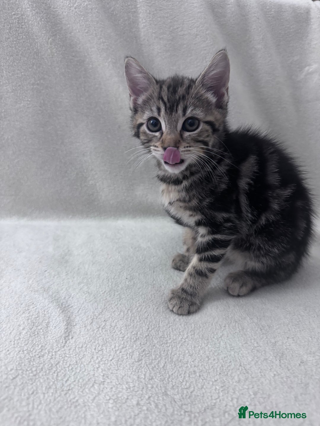 Mixed Breed cats for sale: Cute kittens looking for nice home  - Image 27