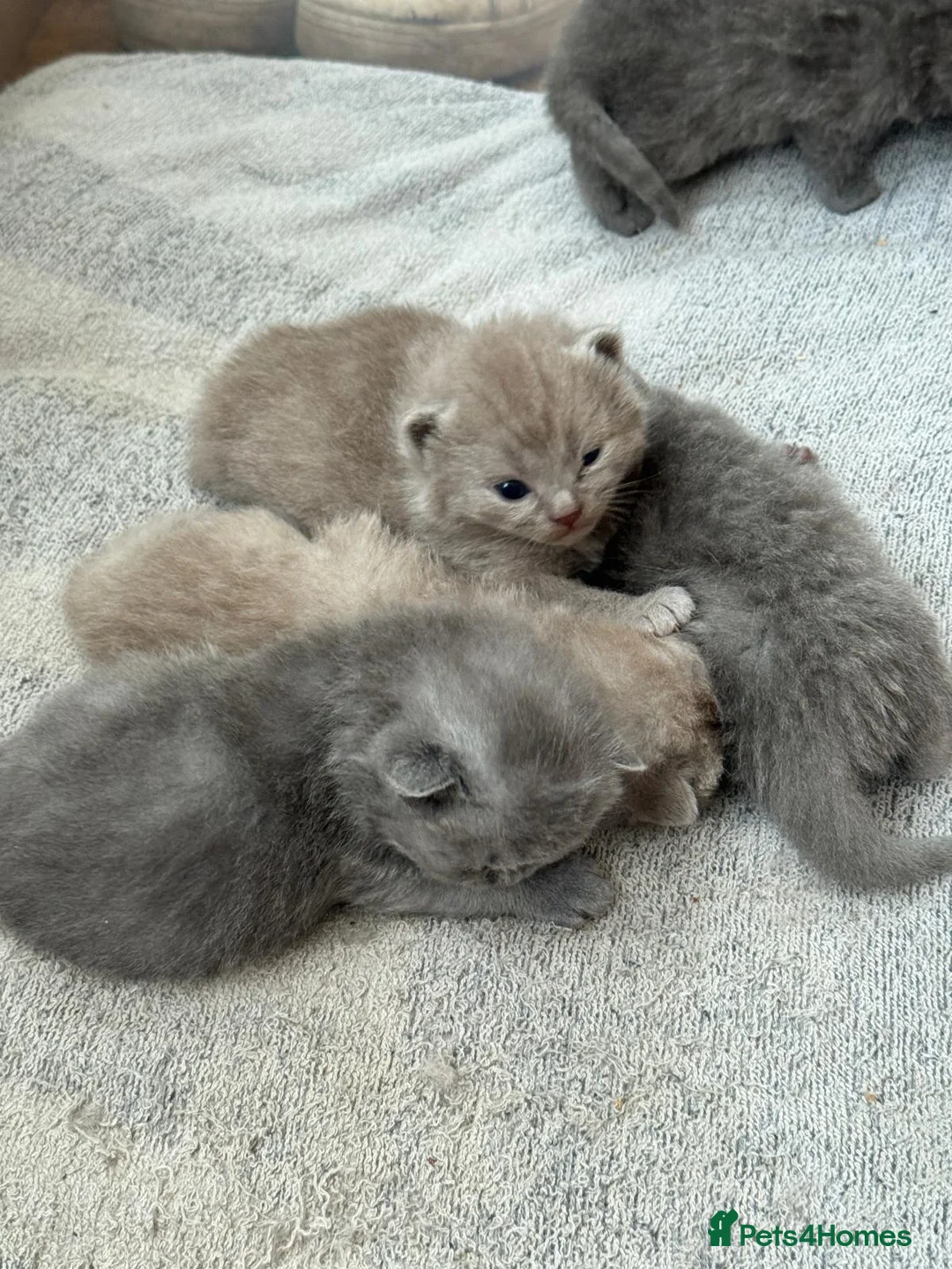 British Shorthair cats for sale: Beautiful Blue British Shorthair Kittens - Advert 2