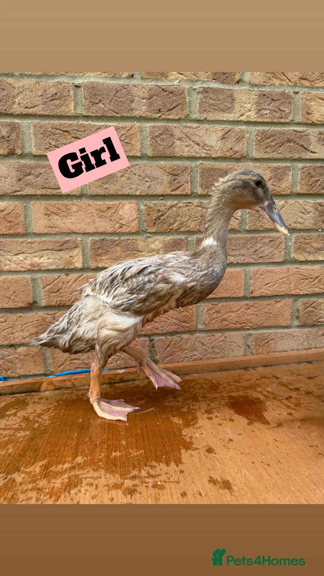 Ducks poultry for sale: Runner Ducks - Off Heat  - Advert 1