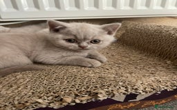 British Shorthair cats for sale: British Shorthair Kittens - Ready in 3 Weeks! - Image 5