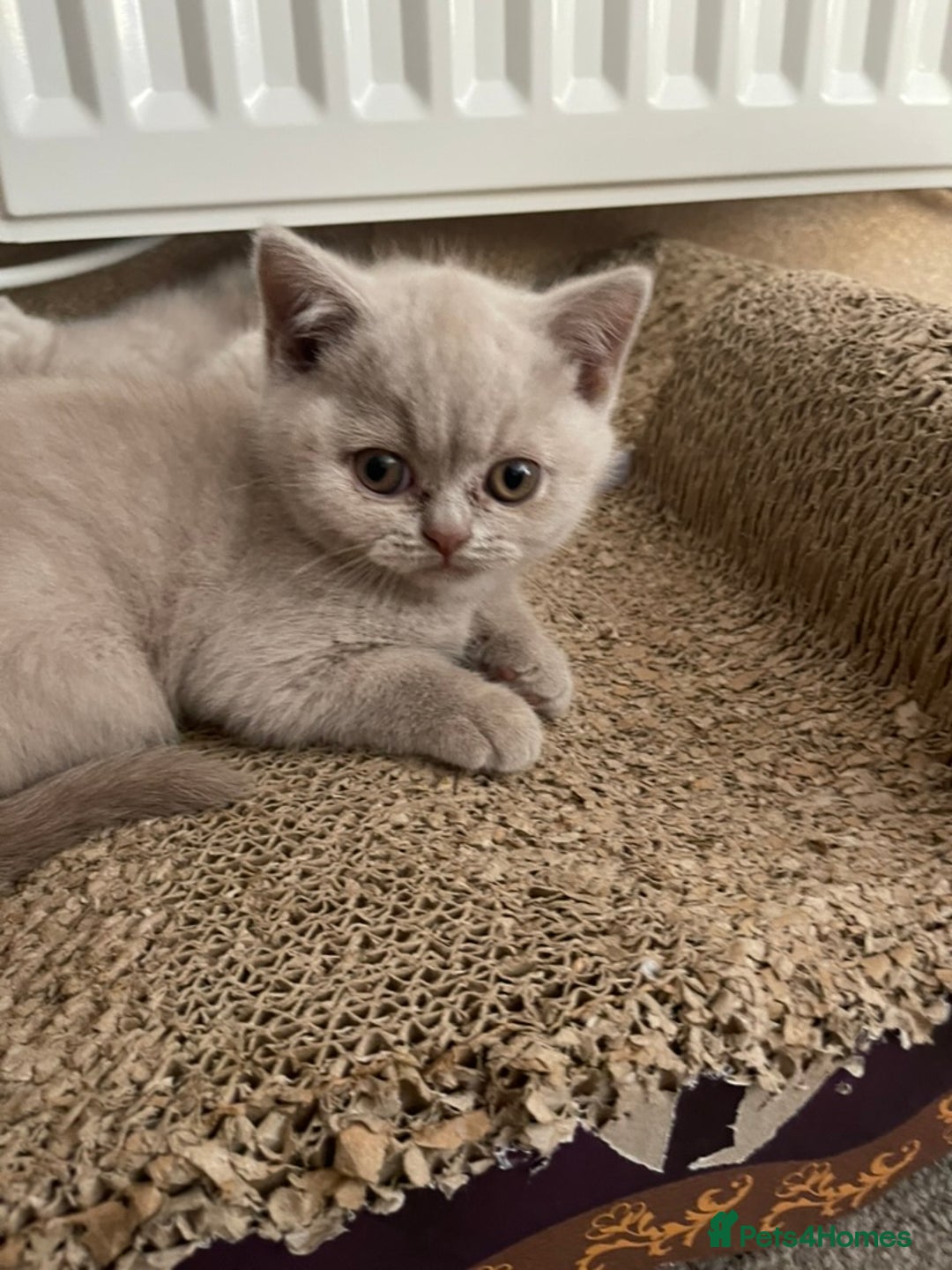 British Shorthair cats for sale: British Shorthair Kittens - Ready in 3 Weeks! - Image 5