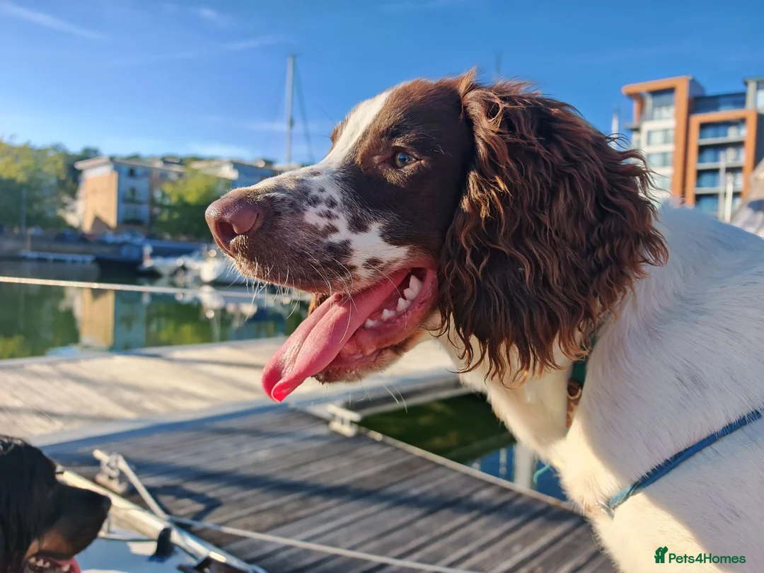 English Springer Spaniel dogs for sale: Rehoming much loved pup in Skegness - Advert 2