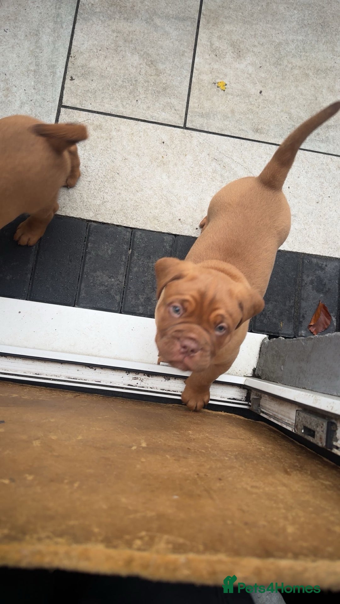 Dogue De Bordeaux dogs for sale: 🐾Dogue de Bordeaux Puppies Champion Bloodlines  - Advert 14