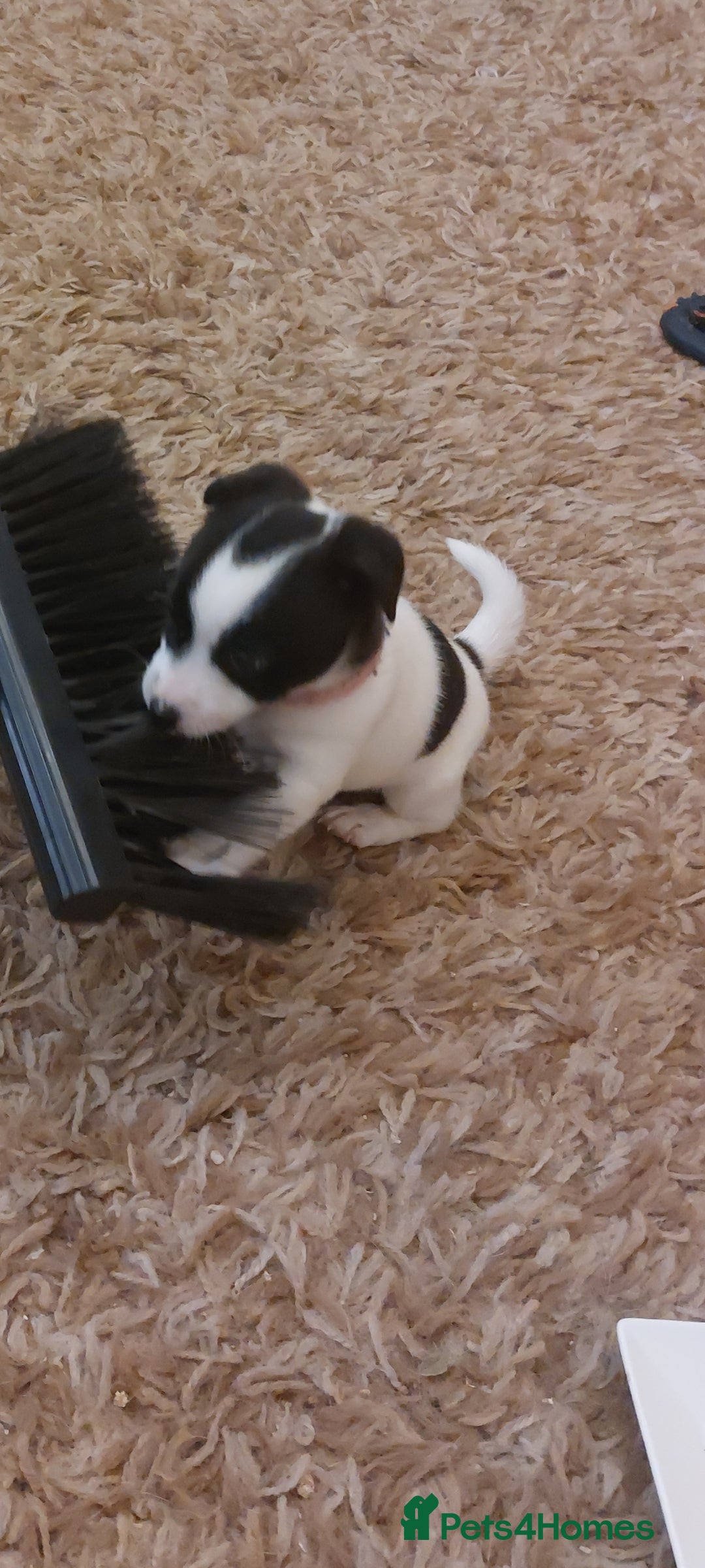 Jack Russell dogs Jack russels  - Advert 2