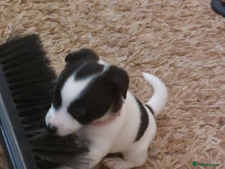 Jack Russell dogs Jack russels - Advert 1