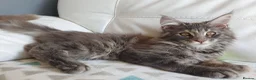 Maine Coon cats for sale: TICA Reg Pure Bread Maine coon kitten - Advert 9