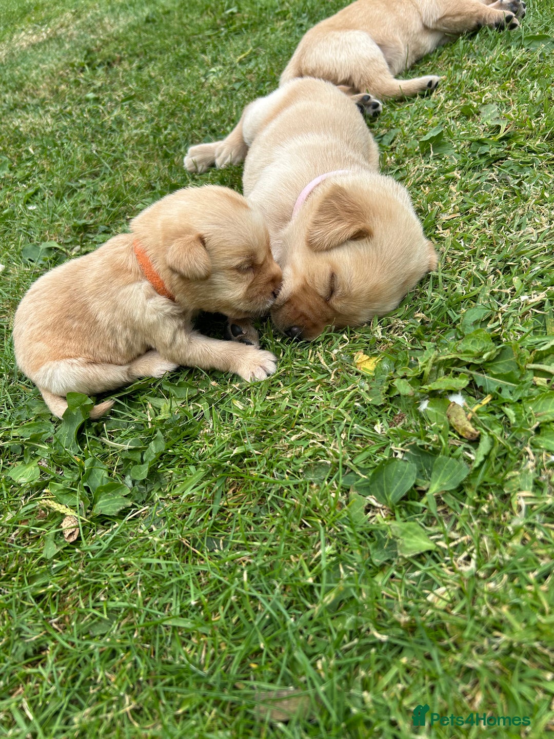 Labrador Retriever dogs for sale: Beautiful Labrador Puppies  - Image 16