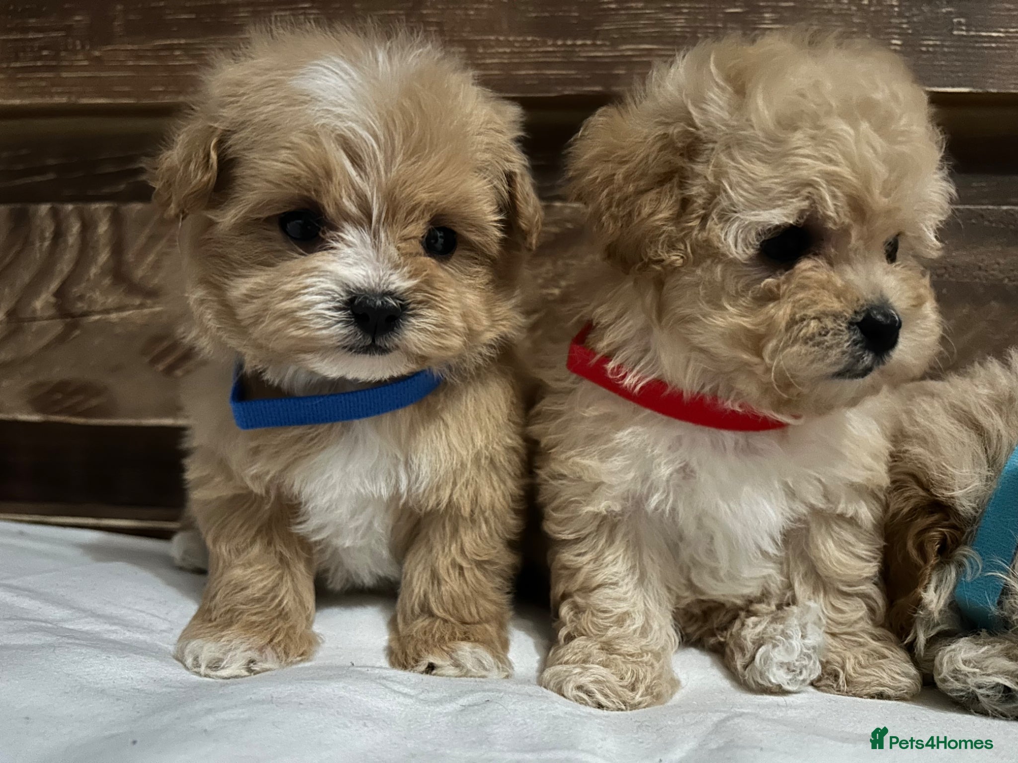 Maltipoo dogs Toy maltipoo Ready to leave soon - Advert 1