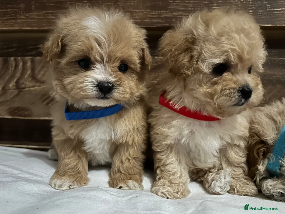 Maltipoo dogs for sale: Toy maltipoo Ready to leave - Advert 2