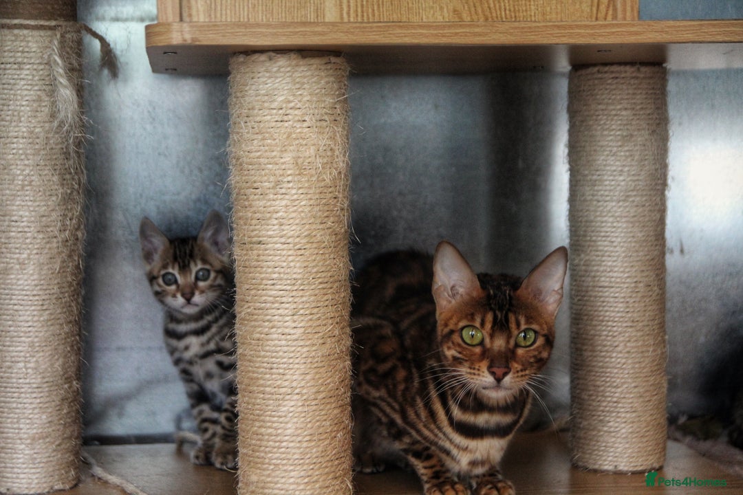 Bengal cats for sale: 🤎 WORLD CLASS BENGAL KITTENS 🤎 - Image 3