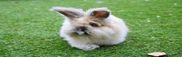Angora rabbits for sale: English Angora pair  - Advert 7