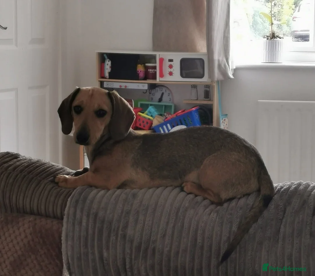 Miniature Dachshund dogs for sale: 10 month old miniature dachshund  - Advert 4