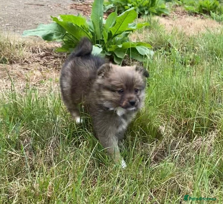 Pomeranian dogs  April fools Pomeranian puppies - Advert 3