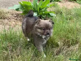 Pomeranian dogs April fools Pomeranian puppies - Advert 3