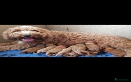 Cavapoo dogs for stud: Extensively Heath Tested Deep Red Min Poodle in Mansfield - Image 17