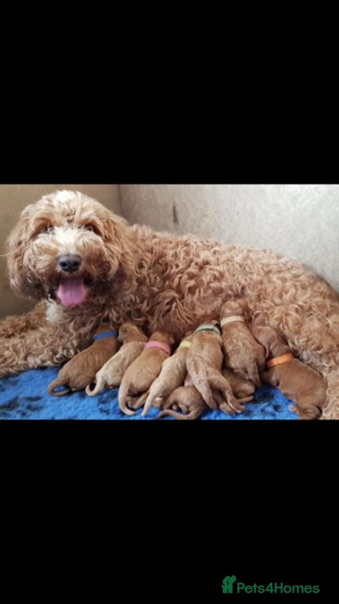 Cavapoo dogs for stud: Extensively Heath Tested Deep Red Min Poodle in Mansfield - Advert 17