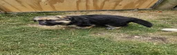 German Shepherd dogs for sale: German Shepherd Puppies - Advert 8