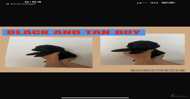 Cockapoo dogs - Advert 2