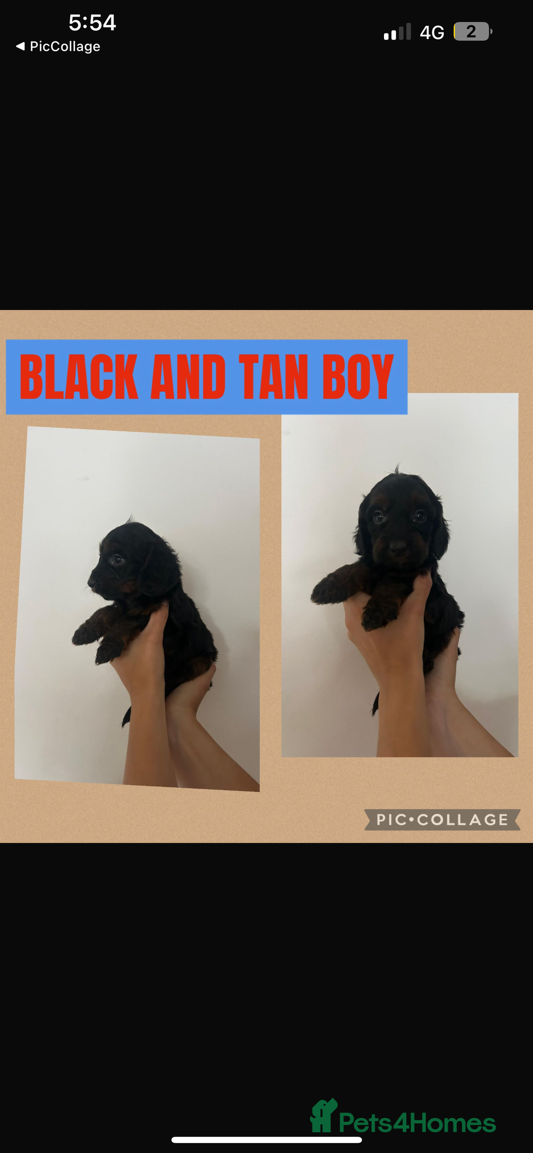 Cockapoo dogs for sale: F1 Merle Cockapoo’s - Image 3