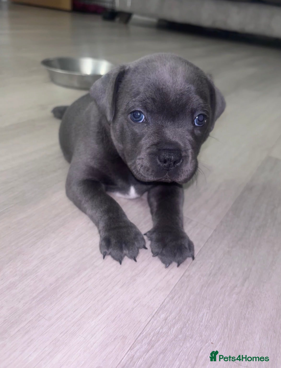 Staffordshire Bull Terrier dogs KC REG STAFFORDSHIRE BULL TERRIERS - Advert 4