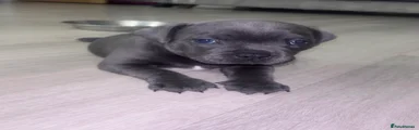 Staffordshire Bull Terrier Puppy 2