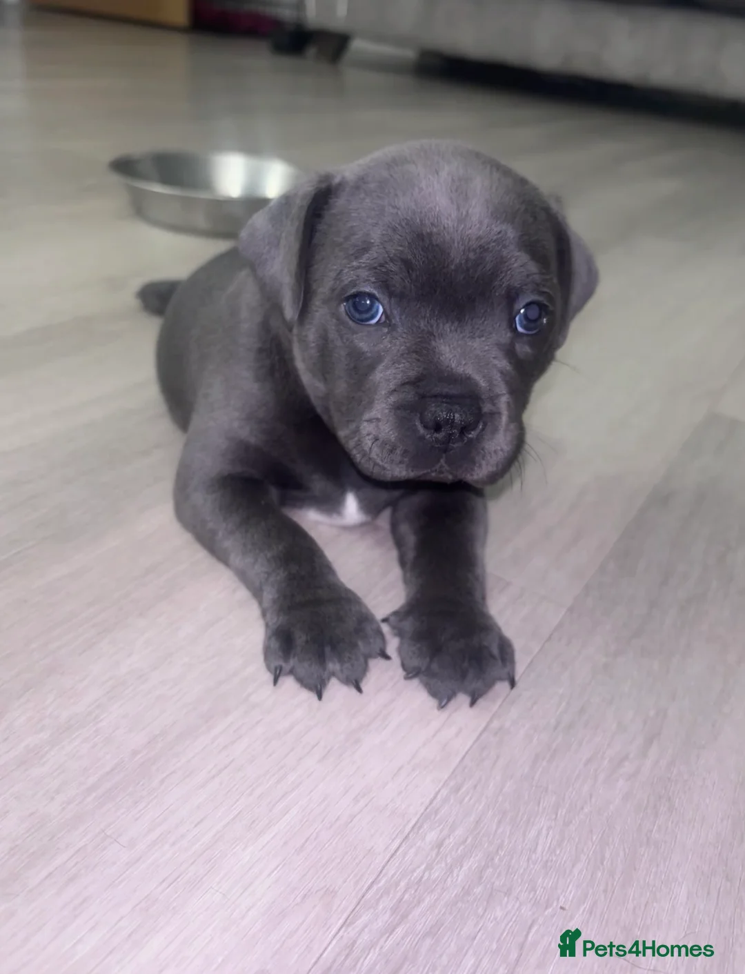 Staffordshire Bull Terrier dogs for sale: KC REG STAFFORDSHIRE BULL TERRIERS - Advert 1