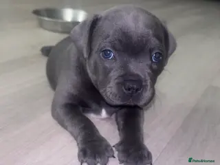 Staffordshire Bull Terrier dogs KC REG STAFFORDSHIRE BULL TERRIERS - Advert 4